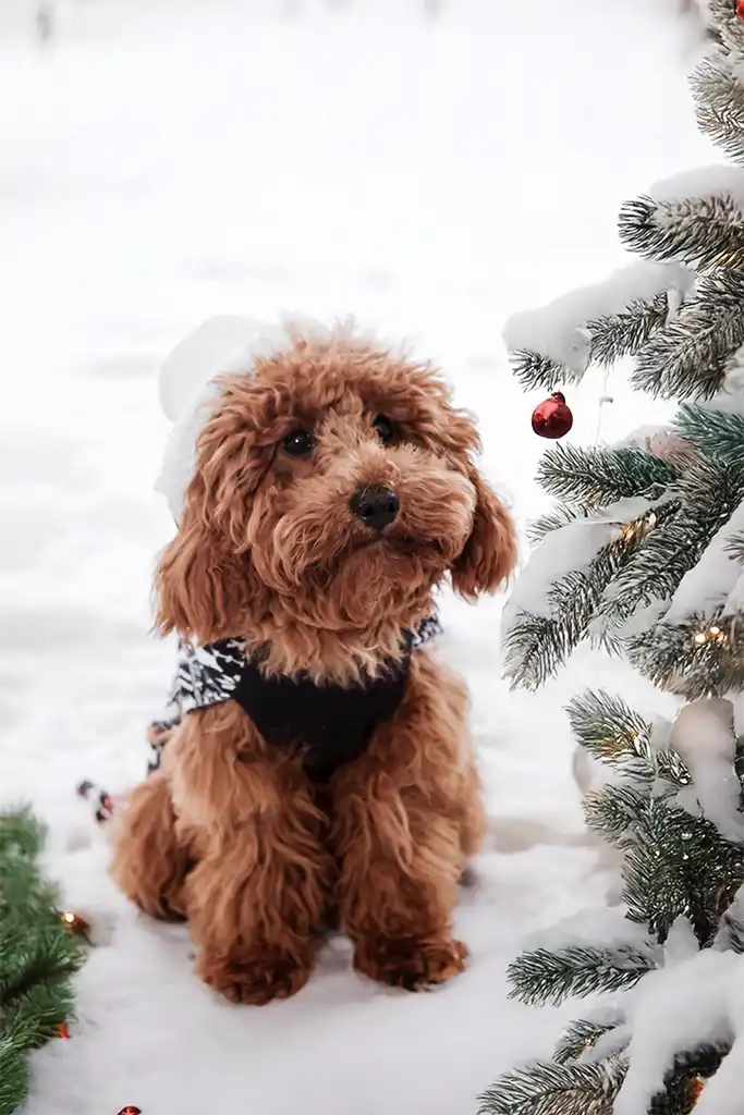 Perro de raza caniche toy sentado junto a un árbol de Navidad en un estudio fotográfico profesional.